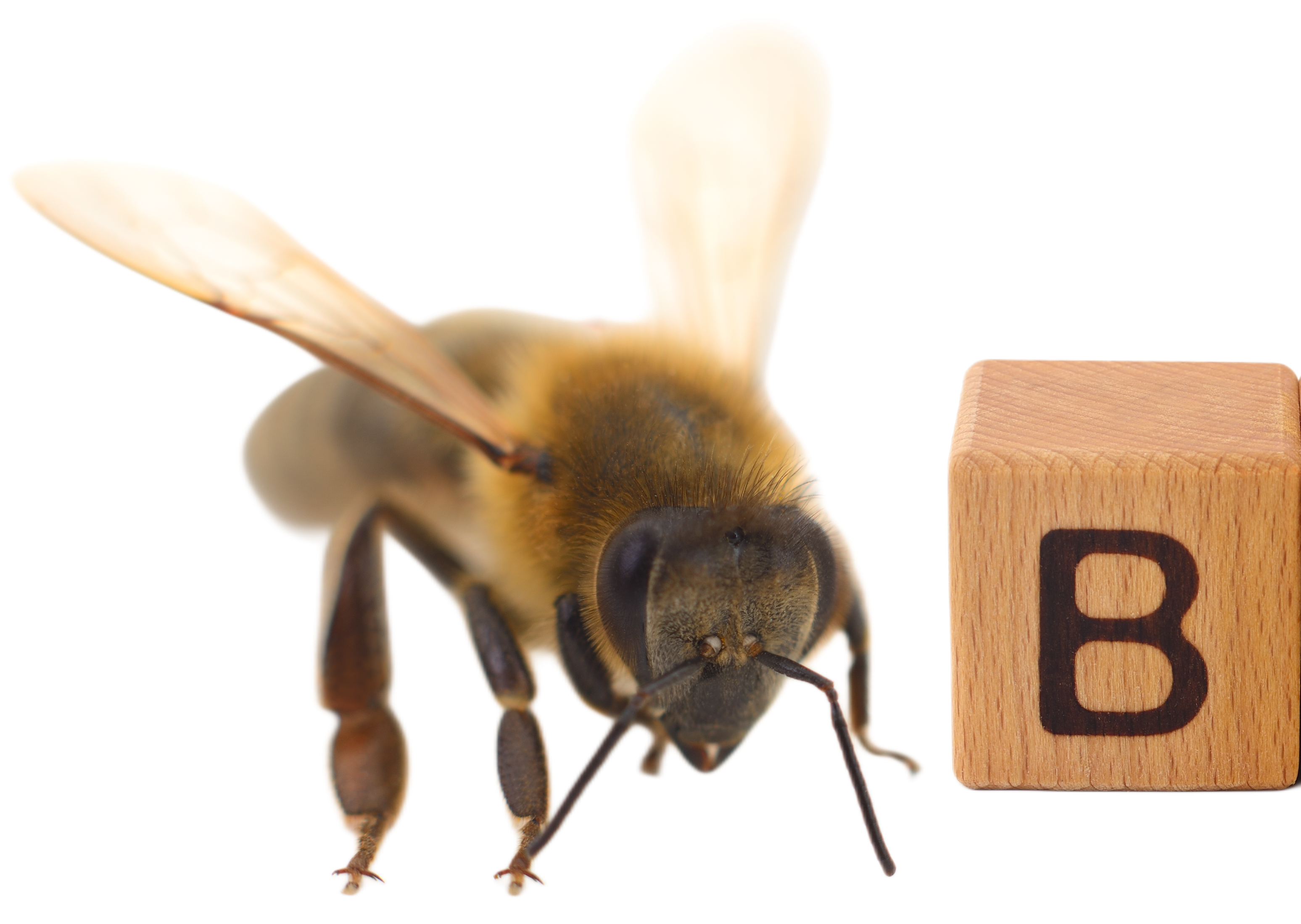 Benji Nicholas Edler-Sabo